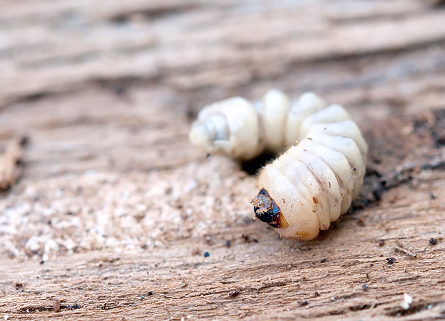 Fotografía de una larva de carcoma. Fumigación contra carcoma en Torrevieja