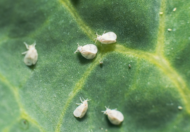 Desinfección profesional de bichos en Orihuela Costa.