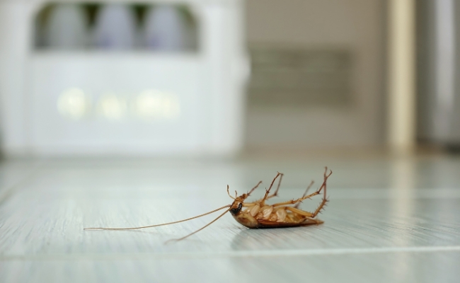 control de plagas en guardamar