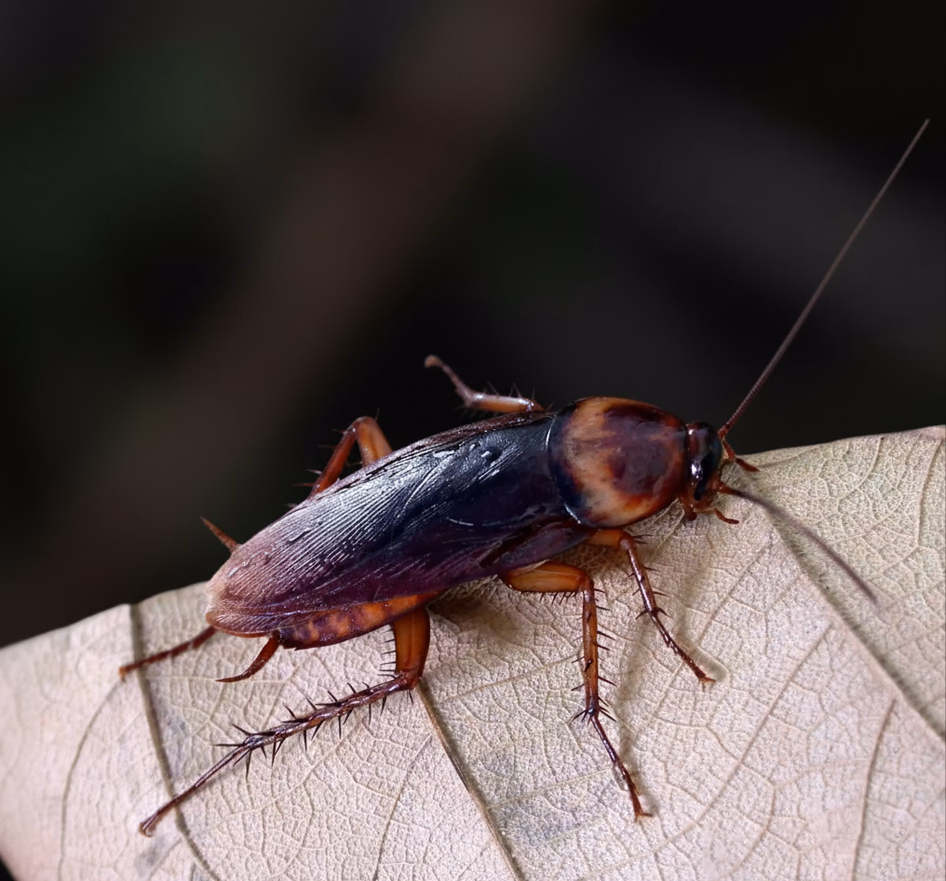 Tratamiento contra cucarachas. Elimina las plagas de cucarachas con DISTMAR Torrevieja